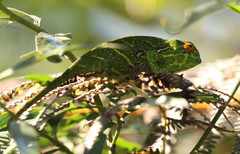 Furcifer willsii