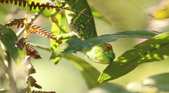 Furcifer willsii