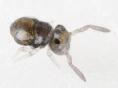 Sminthurinus quadrimaculatus