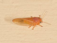Aphalaridae