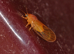 Aphalaridae