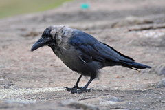 Corvus splendens