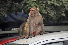 Macaca mulatta