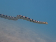 Hydrophis major