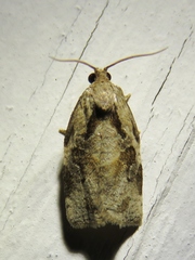 Archips grisea