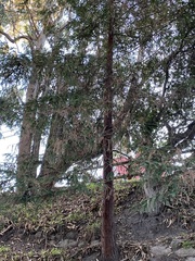 Sequoia sempervirens