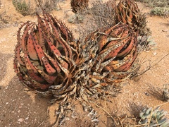 Aloe melanacantha