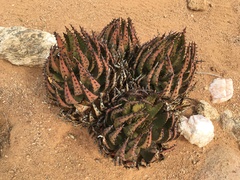 Aloe melanacantha