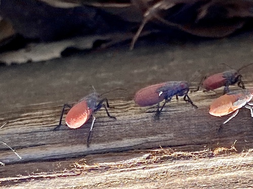 iNaturalist observation photo of Red-shouldered Bug