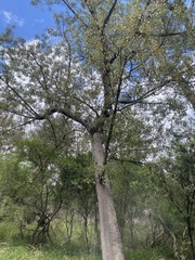 Brachychiton populneus