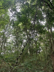 Schnella microstachya