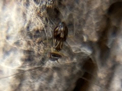 Propsocus pulchripennis