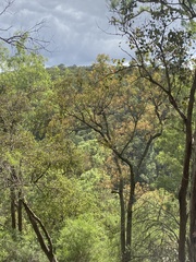 Brachychiton populneus