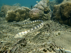 Hydrophis major