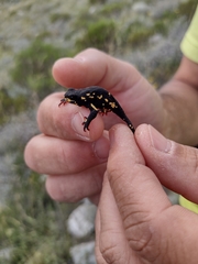 Melanophryniscus diabolicus