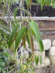 Ficus maclellandii