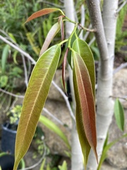 Ficus maclellandii