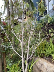 Ficus maclellandii