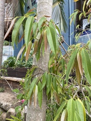 Ficus maclellandii