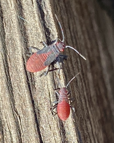 iNaturalist observation photo of Red-shouldered Bug