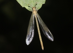 Peruveleon dorsalis
