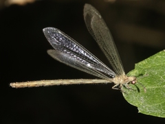 Peruveleon dorsalis
