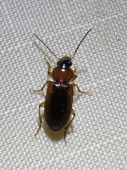 Stenolophus dissimilis