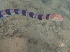 Hydrophis major