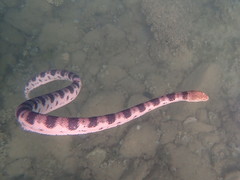 Hydrophis major