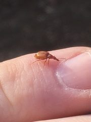 Tanyrhinus singularis