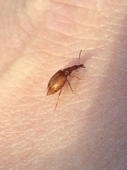 Tanyrhinus singularis