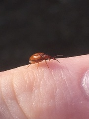 Tanyrhinus singularis