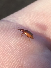 Tanyrhinus singularis