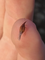 Tanyrhinus singularis