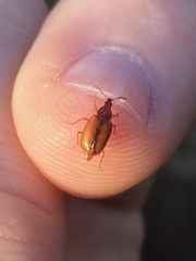 Tanyrhinus singularis