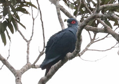 Alectroenas madagascariensis