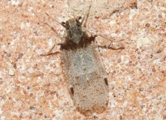 Cixius stigmatus