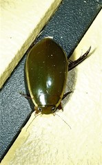 Cybister tripunctatus