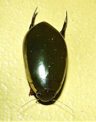 Cybister tripunctatus