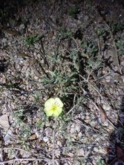 Oenothera triloba