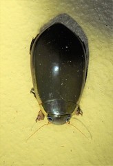 Cybister tripunctatus