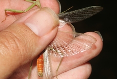 Stagmomantis resacae