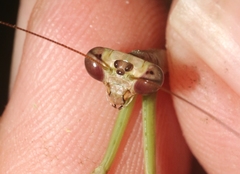 Stagmomantis resacae