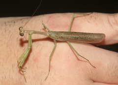 Stagmomantis resacae
