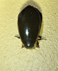 Cybister tripunctatus