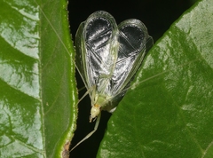 Oecanthus alexanderi