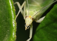 Oecanthus alexanderi