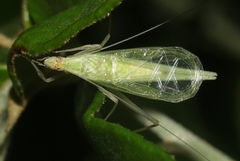 Oecanthus alexanderi