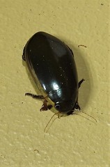 Cybister tripunctatus