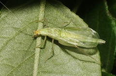 Oecanthus alexanderi